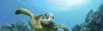 Sea turtle swimming in the clear water