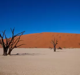 Trees struggle to survive in these desert environments
