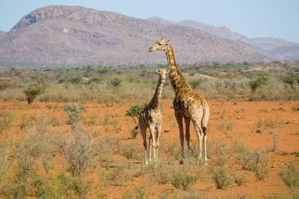 A baby giraffe and its mom in the dry landscape of Africa