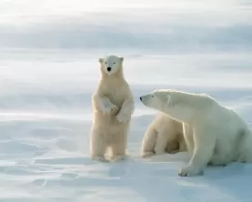 A mother polar bear and her young relax on the Arctic landscape