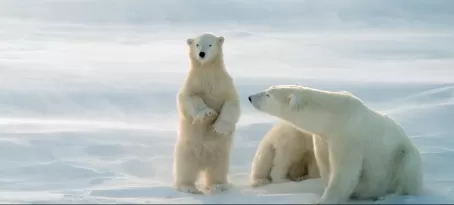 A mother polar bear and her young relax on the Arctic landscape