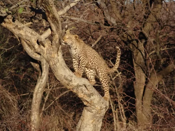 A cheetah makes its way up a tree to better survey the area