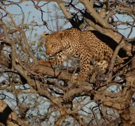 A cheetah is perched high allowing for a better view