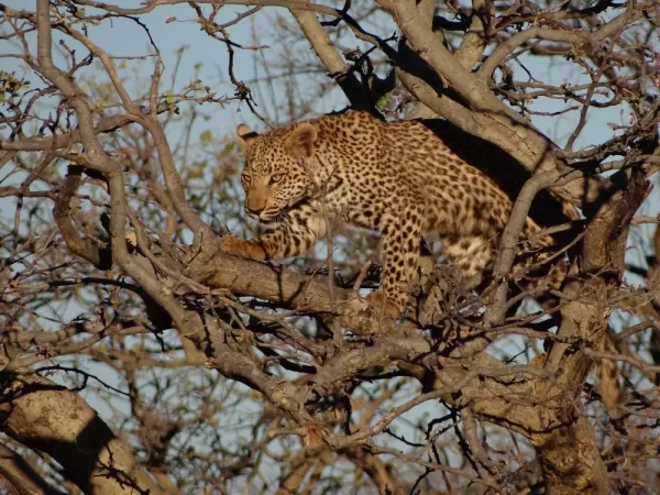 A cheetah is perched high allowing for a better view