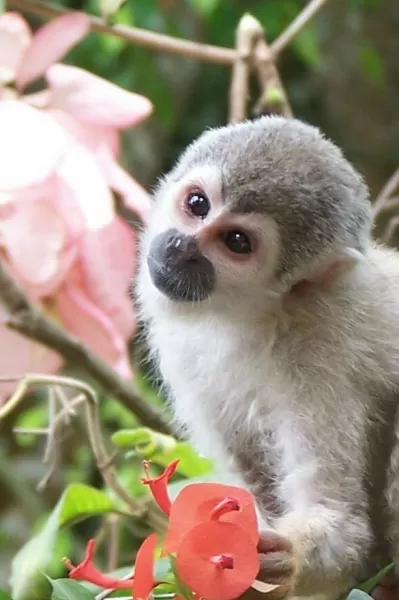 A monkey and his flower