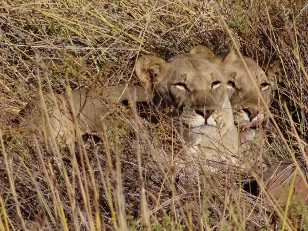 Two lions stay hidden in the high brown grasses