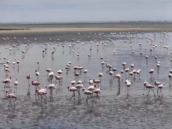 Hundreds of Lesser Flamingos speckle the landscape