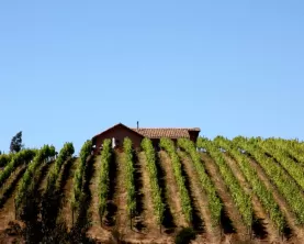 Neslted in a world renown vineyard, enjoy a stay at Casa Marin on your Chile tour