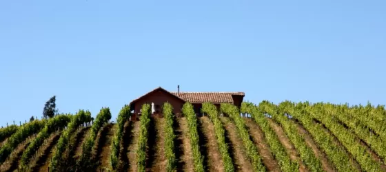 Neslted in a world renown vineyard, enjoy a stay at Casa Marin on your Chile tour
