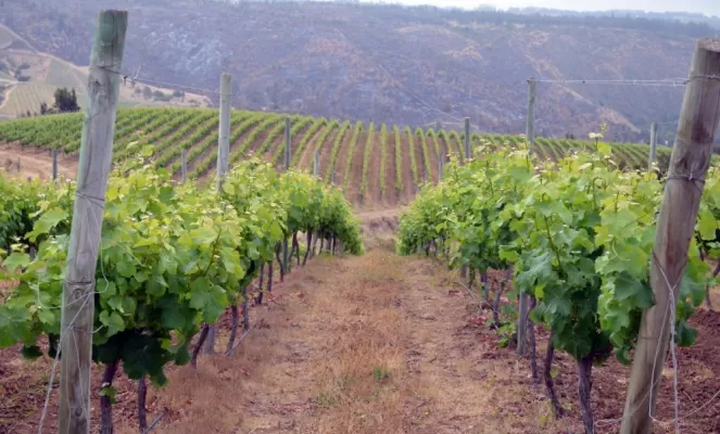 Take a tour of the vineyards at Casa Marin