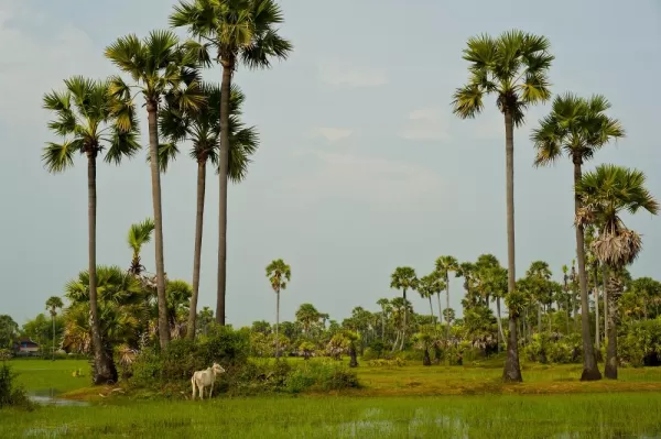 Explore the rice fields of Cambodia