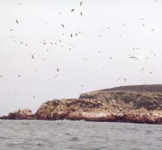 Birdlife on Paracas Peninsula