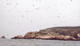Birdlife on Paracas Peninsula