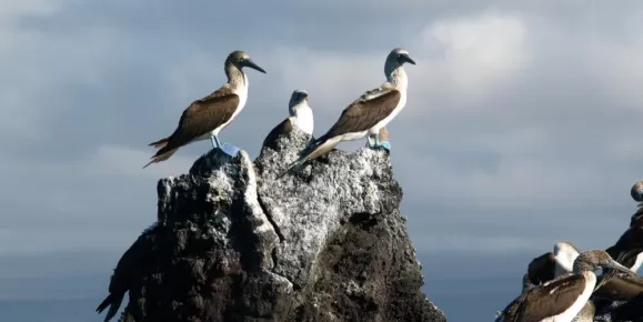Blue-footed boobies