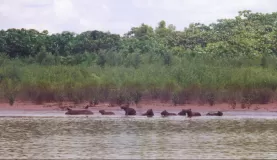 Spotting wildlife enroute to Posada Amazonas
