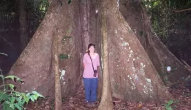 The buttresses of a giant Amazonian tree