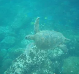 Sea Turtle! He ran away