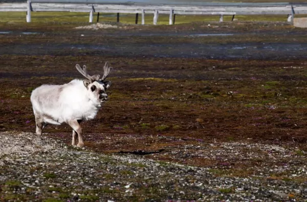 Reindeer are one of the many exotic animals to look out for on your Arctic voyage