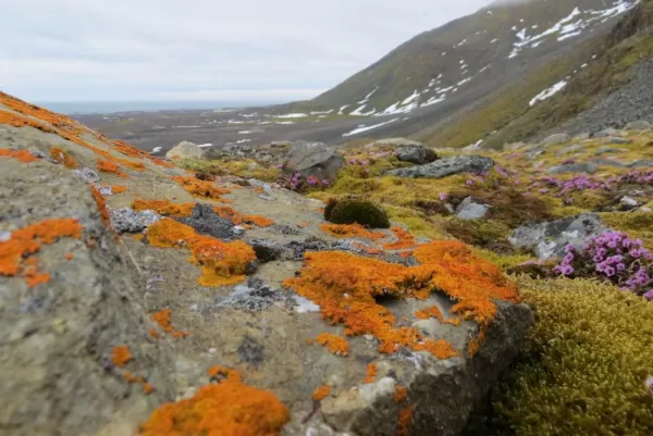 It may be sparse, but color comes to the Arctic too!