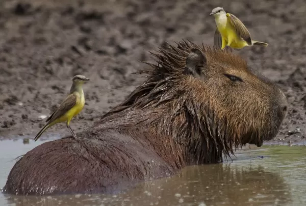 Wildlife of the region