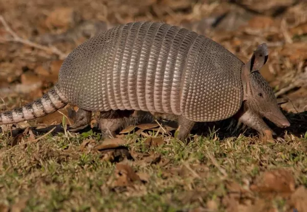 An armadillo makes its way across the grass