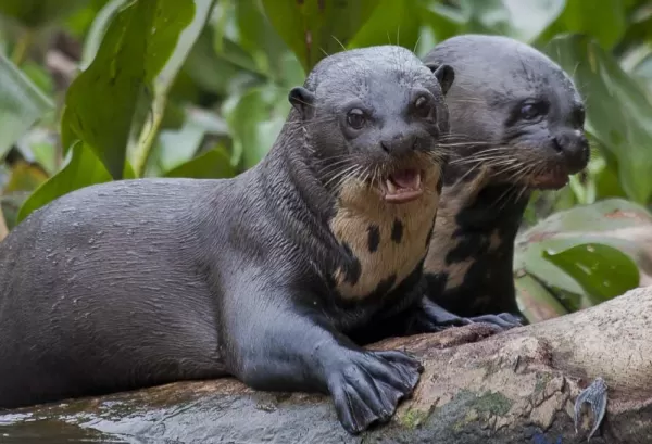 Giant otters of the Amazon