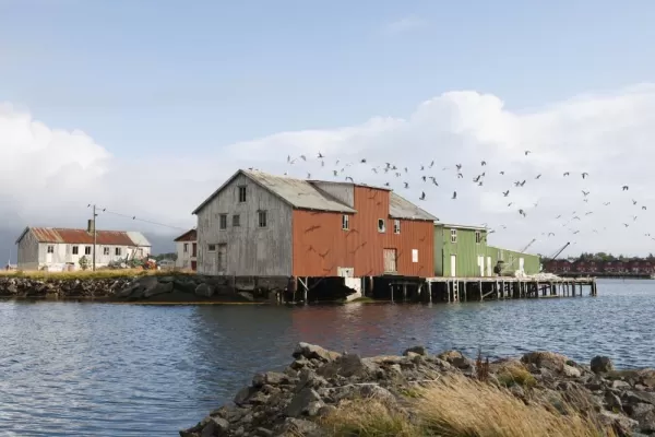 Birds soar above colorful buildings in the Norwegian fjords