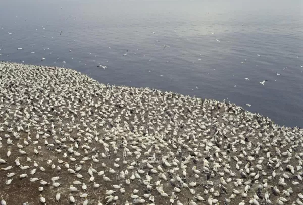 A group of Gannets found off the coast of Canada