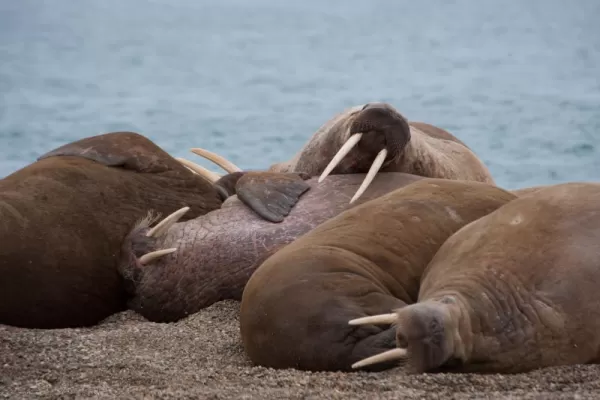 Walrus relax on the beach in the Arctic