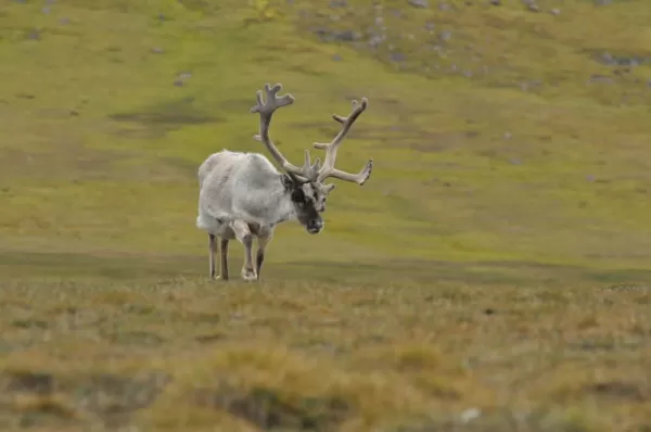 Reindeer roam along the Arctic tundra