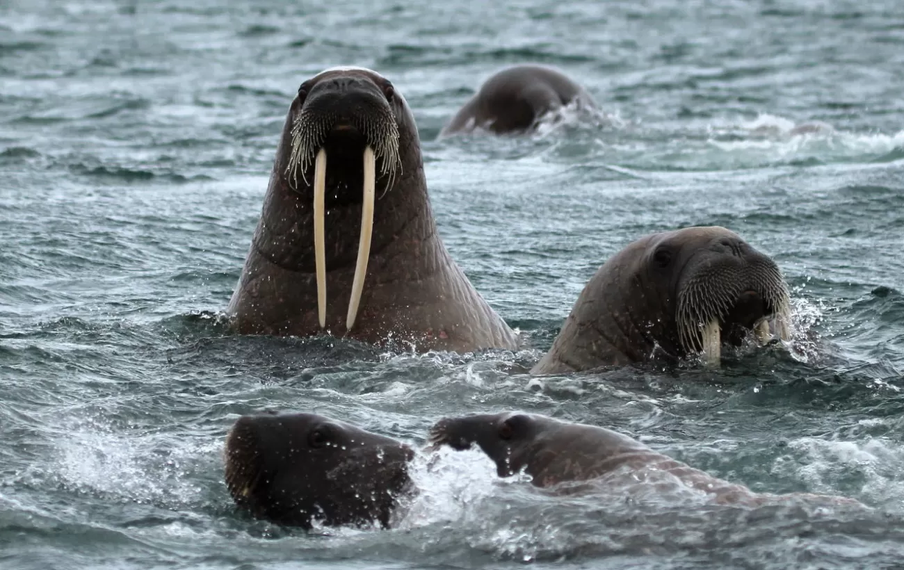 A walrus pops up for to say hello