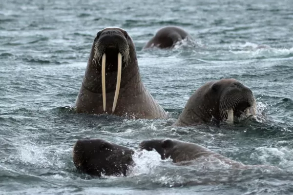 A walrus pops up for to say hello