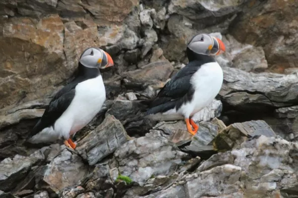 Birders look out for puffins, found throughout the Arctic