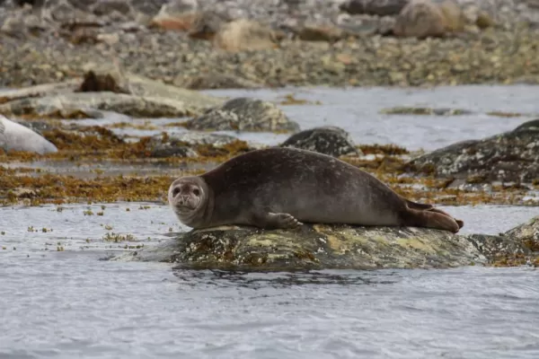 Seals lounge along the Arctic seas