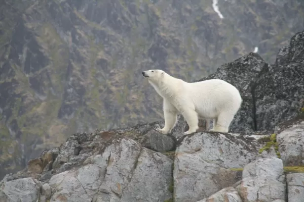 Polar bears roam throughout the Arctic