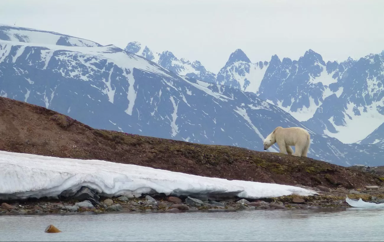 Keep your eyes out for polar bears on your Arctic voyage
