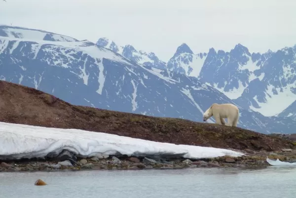 Keep your eyes out for polar bears on your Arctic voyage