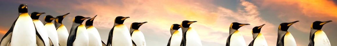 A group of penguins in the Falkland Islands