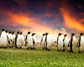 A group of penguins in the Falkland Islands