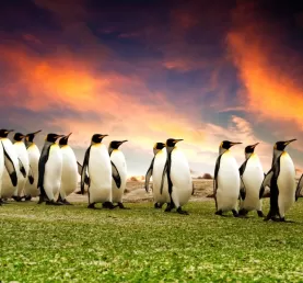 A group of penguins in the Falkland Islands