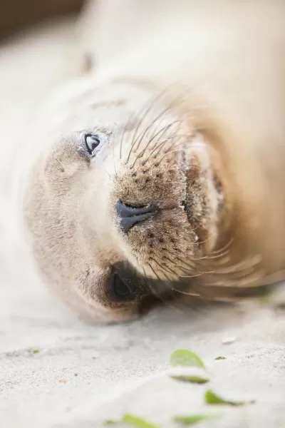 A young sea lion rests on the sands of the Galapagos Islands