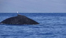 Catching sight of a humpback