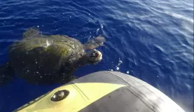 Sea turtle friend