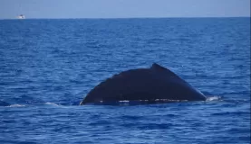 A whale breaks the surface of the water