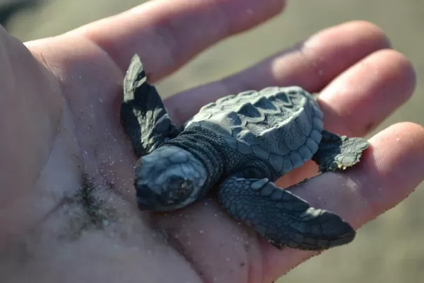 Keep your eyes peeled for young turtles during your time at Soma