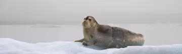 Seals are just one of the many Arctic mammels you may encounter on your voyage