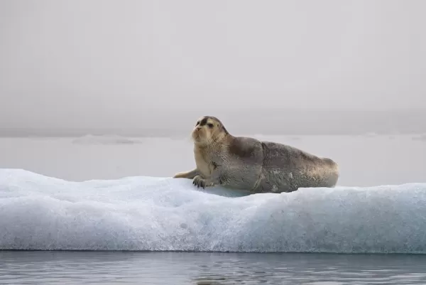Seals are just one of the many Arctic mammels you may encounter on your voyage