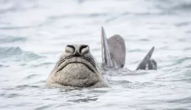 An elephant seal peeks out of the water around South Georgia