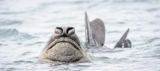 An elephant seal peeks out of the water around South Georgia