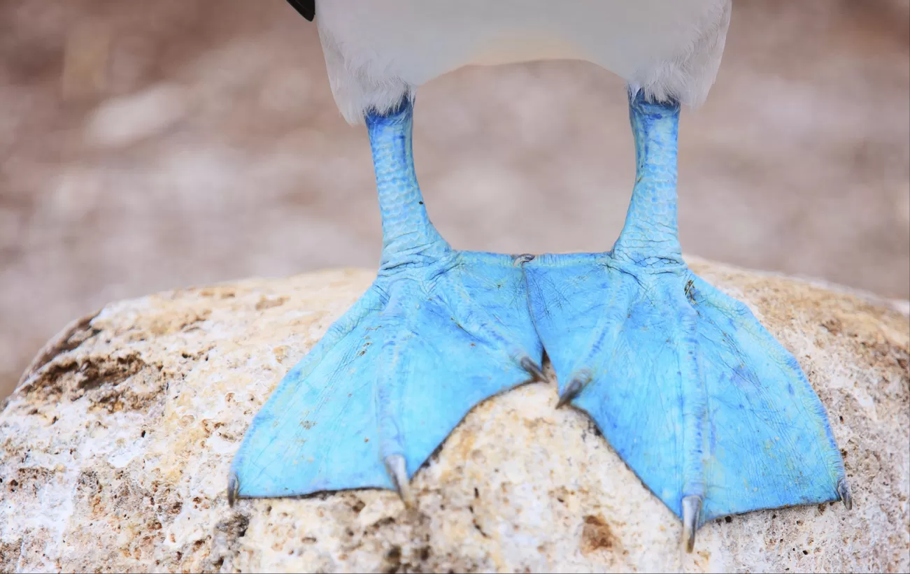 The iconic feet of a Blue-Footed Booby